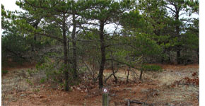 Trees and Shrubs Adapt